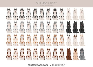 Clipart Husky Siberiano. Conjunto de todos los colores de la capa.  Infografía de características de todas las razas de perros. Ilustración vectorial