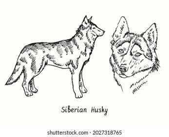 Siberian Husky collection standing side view and head. Ink black and white doodle drawing in woodcut style.