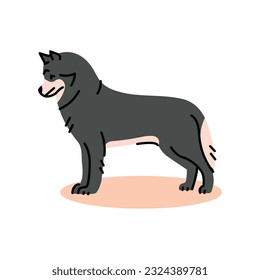 Siberian Husky color line icon. Dog breed. Pictogram for web page, mobile app, promo.