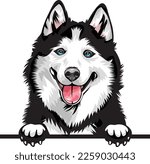 Siberian Husky Color Peeking Dogs. Color image of a dogs head isolated on a white background. Dog portrait, Vector illustration