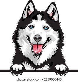 Perros de color Husky siberiano buscando color. Imagen de color de la cabeza de un perro aislado en un fondo blanco. Retrato de perro, ilustración de vector