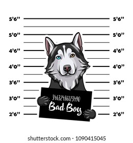 Siberian husky criminal. Police banner. Arrest photo. Police placard, Police mugshot, lineup. Police department banner. Dog offender. Vector illustration.