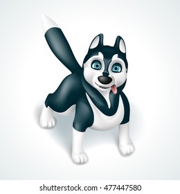 Siberian Husky dog