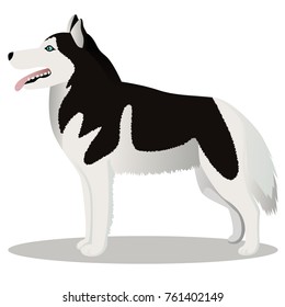 Siberian Husky dog