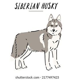 Siberian husky Dog breed Hand drawn Color Illustration