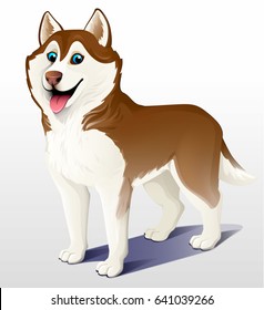 Siberian husky dog. Brown and white. Stand. He put his tongue out, smiling. Cartoon. Vector illustration on a light background. 3D.