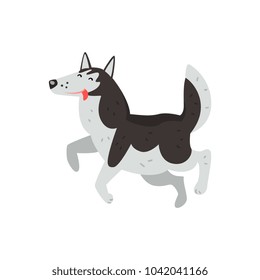 Siberian husky dog character running putting his tongue out vector Illustrations on a white background