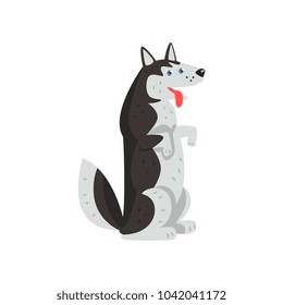 Siberian husky dog character standing on hind legs and putting his tongue out vector Illustrations on a white background