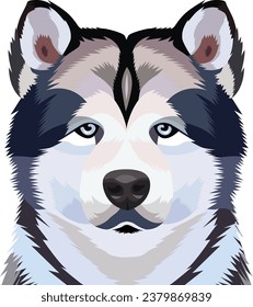Siberian Husky Dog Face isolated vector illustration