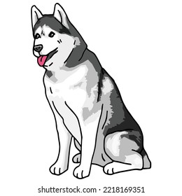 Siberian Husky Dog Pet Colored Drawing