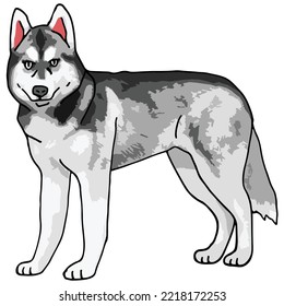 Siberian Husky Dog Pet Colored Drawing