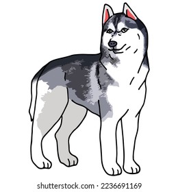 Siberian Husky Dog Pet Colored Drawing