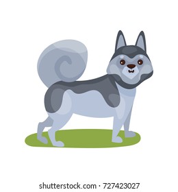 Siberian husky dog, purebred pet animal standing on green grass colorful vector Illustration