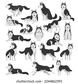 Siberian husky dog set. Active pet animal running, sitting and lying cartoon vector