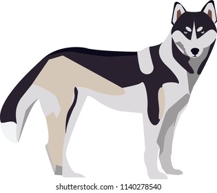 Siberian Husky dog vector