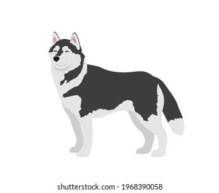 Siberian Husky dog. Vector Illustration on a white background