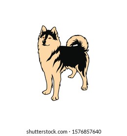 siberian husky dog vector in white background