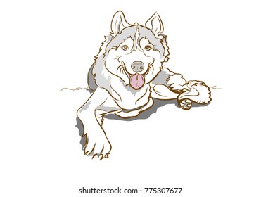 Siberian husky
Dutchess the dog drawing
