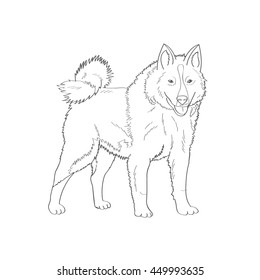 Siberian husky. Factory specialized breed. Northern sled dog. Favorite pets. Friend of human. Sketch. Coloring book. Vector. 