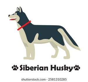 Siberian, husky flat design, simple illustration of a dog looking sideways