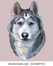 Siberian Husky hand drawing dog realistic vector isolated illustration on purple background. Cute funny dog looking into the camera. For print, design, T-shirt, sublimation, decor, poster, card