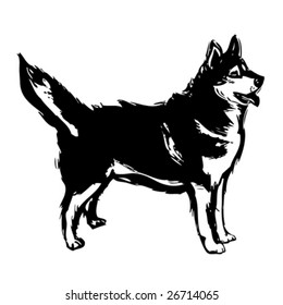 siberian husky illustration