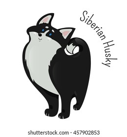 Siberian Husky isolated. Breed belongs to the Spitz family. Medium size working dog. Thickly furred double coat, triangular ears. Vector
