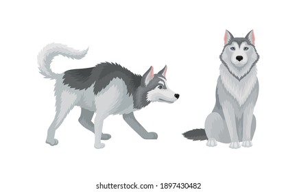 Siberischer Husky als mittelgroßer Arbeitshunde