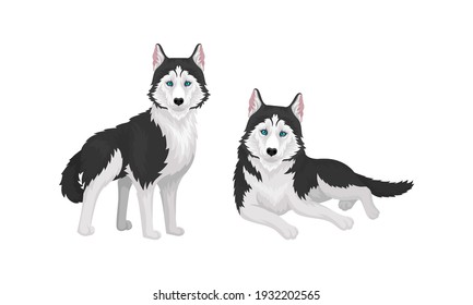 Siberian Husky as Medium-sized Working Dog Breed in Different Poses Vector Set