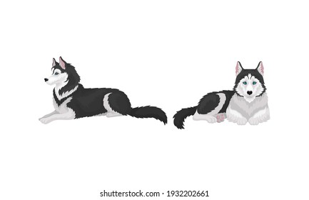 Siberian Husky as Medium-sized Working Dog Breed in Different Poses Vector Set