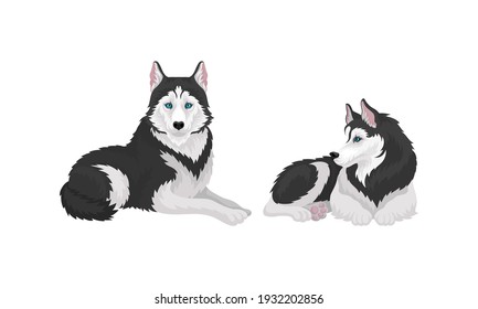 Siberian Husky as Medium-sized Working Dog Breed in Different Poses Vector Set