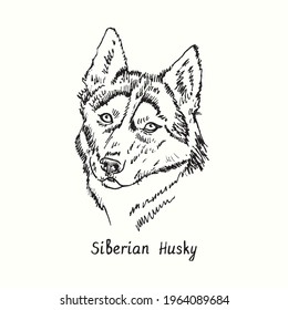 Siberian Husky muzzle front view. Ink black and white doodle drawing in woodcut style.