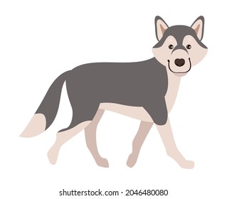 siberian husky pet character domestic icon