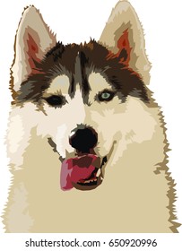 Siberian Husky portrait, Fluffy dog