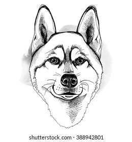 Siberian Husky portrait. Vector black and white illustration.