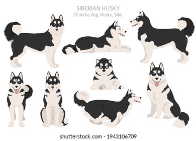 Siberian husky poses, coat colors set.  Vector illustration