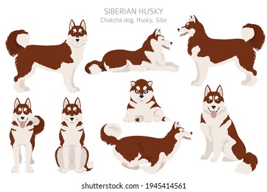 Siberian husky poses, coat colors set.  Vector illustration