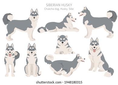 Siberian husky poses, coat colors set.  Vector illustration