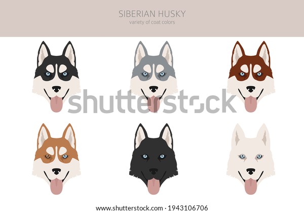 Siberian husky poses, coat colors set. Vector illustration mural design. 