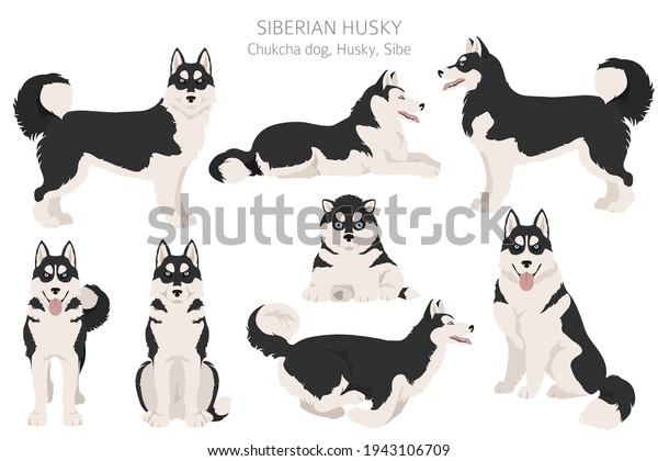 Siberian Husky Poses Coat Colors Set Stock Vector (Royalty Free) 1943106709