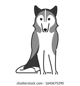Siberian Husky posing in a sitting position