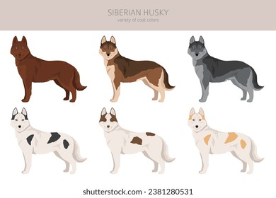 Siberian Husky puppy clipart. All coat colors set.  All dog breeds characteristics infographic. Vector illustration