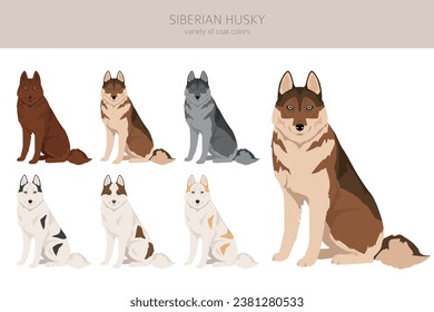 Siberian Husky puppy clipart. All coat colors set.  All dog breeds characteristics infographic. Vector illustration