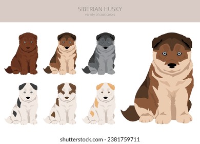 Siberian Husky puppy clipart. All coat colors set.  All dog breeds characteristics infographic. Vector illustration