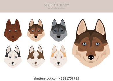 Siberian Husky puppy clipart. All coat colors set.  All dog breeds characteristics infographic. Vector illustration