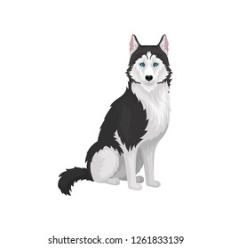 Siberian Husky purebred dog with blue eyes vector Illustration on a white background