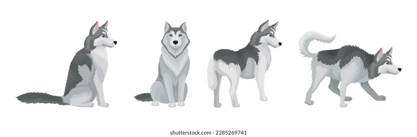 Siberian Husky Purebred Dog Breed Standing and Sitting Vector Set