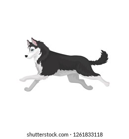 Siberian Husky running, black and white fluffy purebred dog vector Illustration on a white background