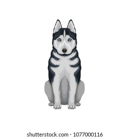 Siberian husky with serious muzzle. Powerful dog with blue eyes, black and gray coat. Detailed flat vector illustration