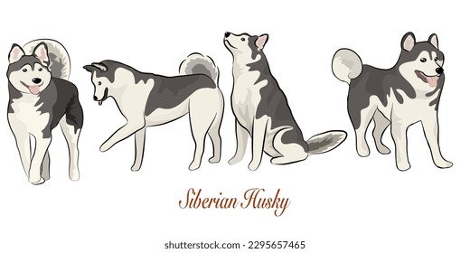 Siberian Husky set, white and black purebred dog animal in various poses vector Illustration on a white background.